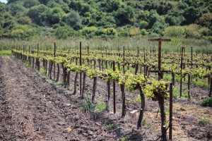 vine, wine tour, israel