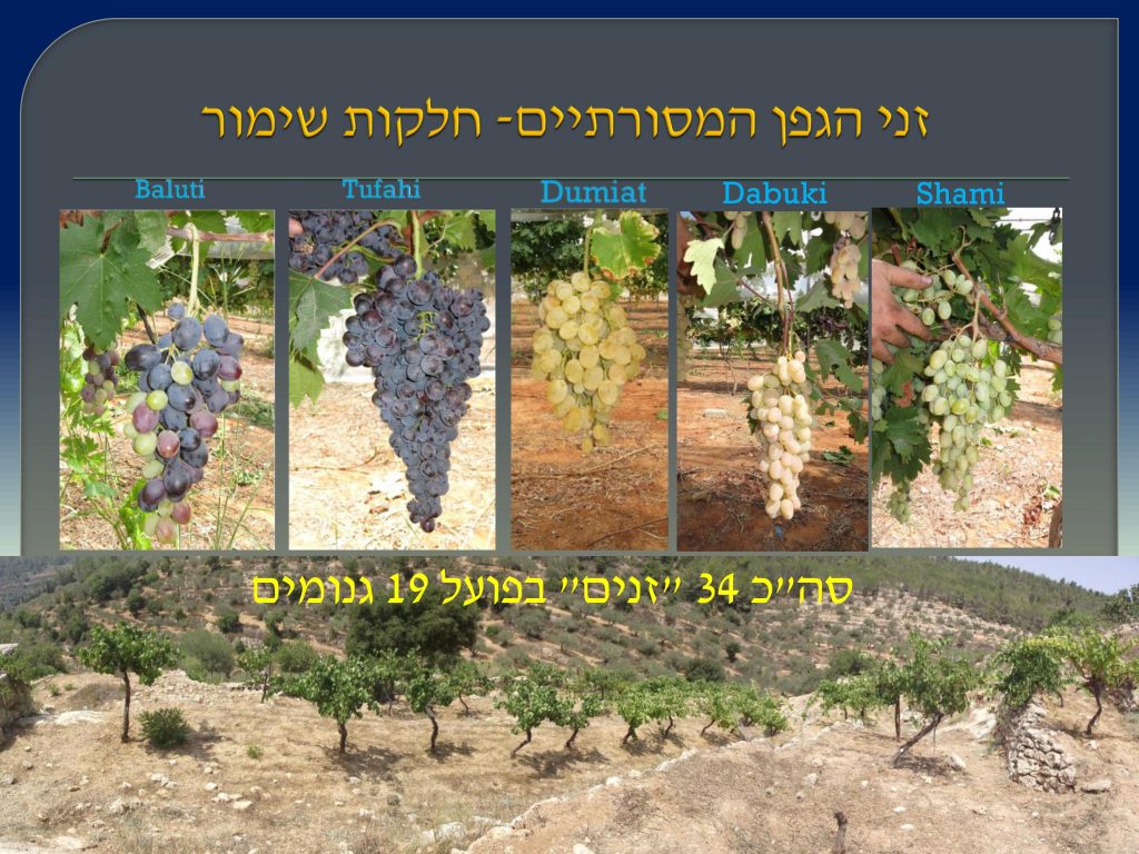 виноград Израиля, Дрори 8