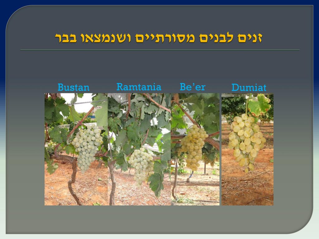 виноград Израиля, Дрори 12