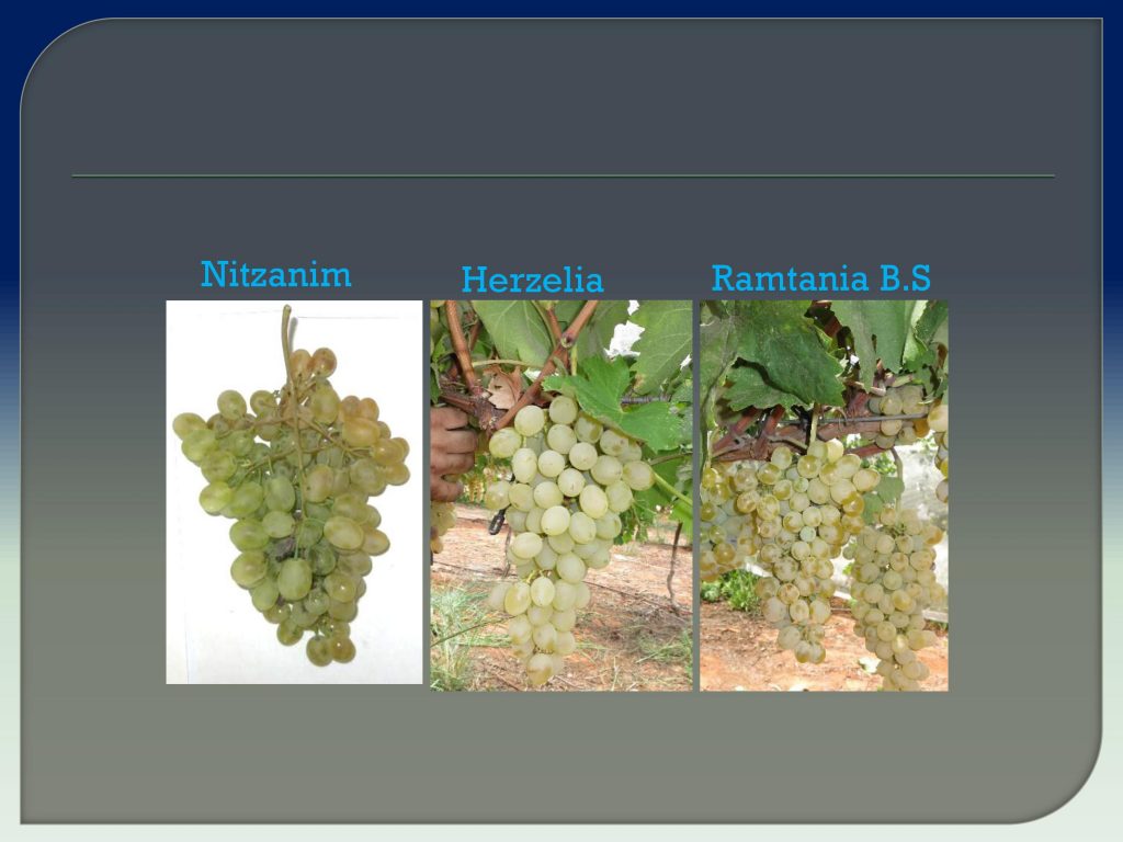 виноград Израиля, Дрори 13