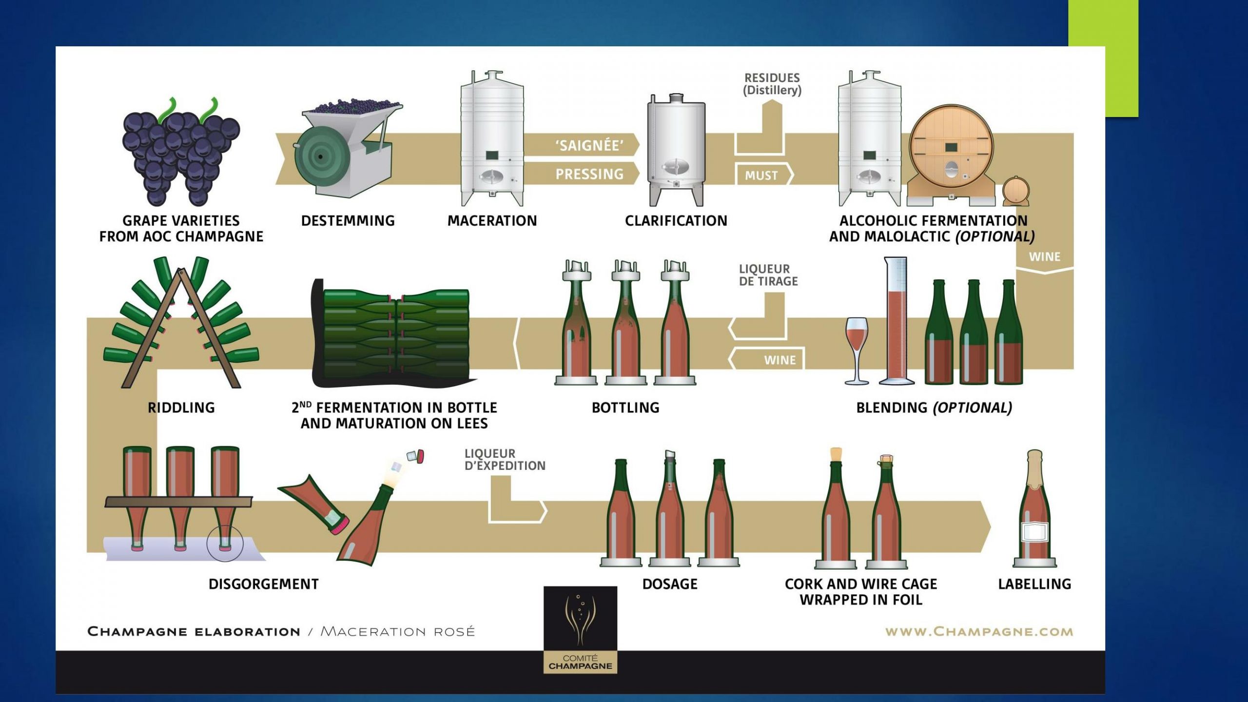 Мацерация вина. Карбоническая мацерация вина. Этапы производства красных вин. Вино этапы производства. Этапы производства красного вина.
