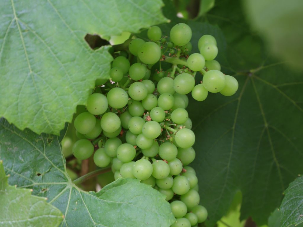 органические виноградники